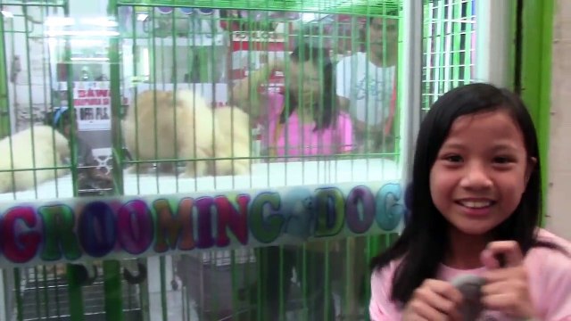 Kids Toys Went Pet Shopping - Pomeranian and Chow Chow Puppies !