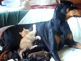 Kitten adopts litter of Puppies !