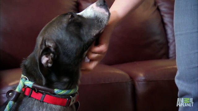 Lab Mix Puppies Too Cute! !