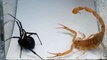 Scorpion VS araignée - Combat impressionnant