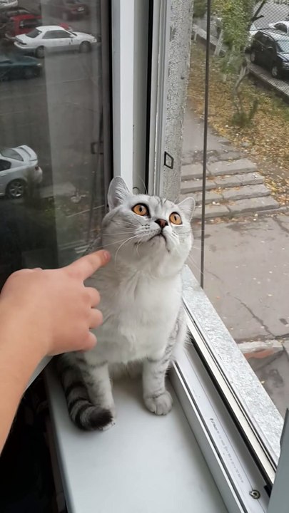 Un chat très concentré et imperturbable