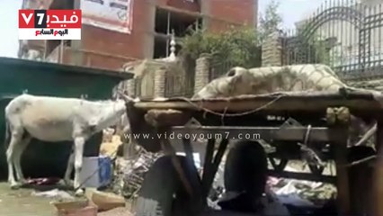 القمامة تنتشر فى كوم أمبو بأسوان والأهالى يطالبون بزيادة حاويات النظافة