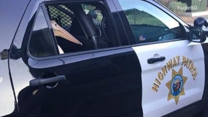 Pelican Defines 'Jailbird', Ends Up in Police Custody