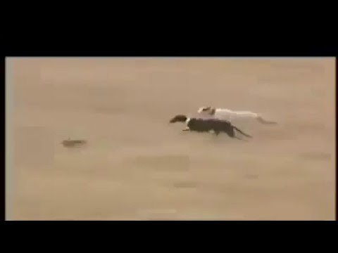 Breathtaking chase between a rabbit and two dogs !! HD