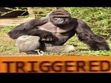 HARAMBE TRIGGERED