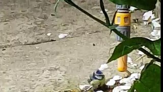 Blue tit taking drink from hose pipe