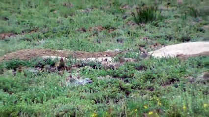 Wyoming Prairie Dog Hunt .22 Long Rifle