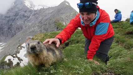 Des randonneurs se lient d'amitié avec des marmottes dans les Alpes Suisses