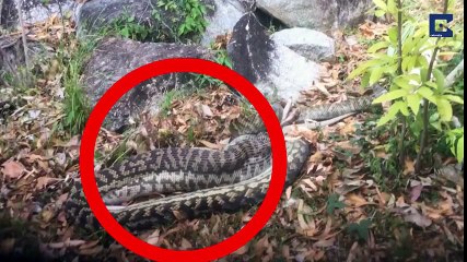 بالفيديو- افعى بايثون تبتلع كنغر