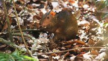 Meet the Agouti, the Giant Yet Lovable Rodent of the Amazon