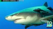 Gelang anti hiu dapat mencegah serangan hiu ganas - Tomonews