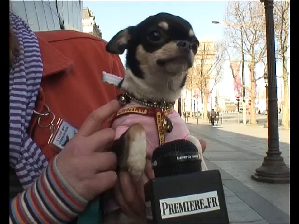 Le Chihuahua de Beverly Hills : Le Tapis Rouge de Paris