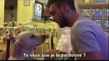 Ce chien commet une bêtise et veut se faire pardonner. Ce qu'il fait devant son maître, est bien mignon