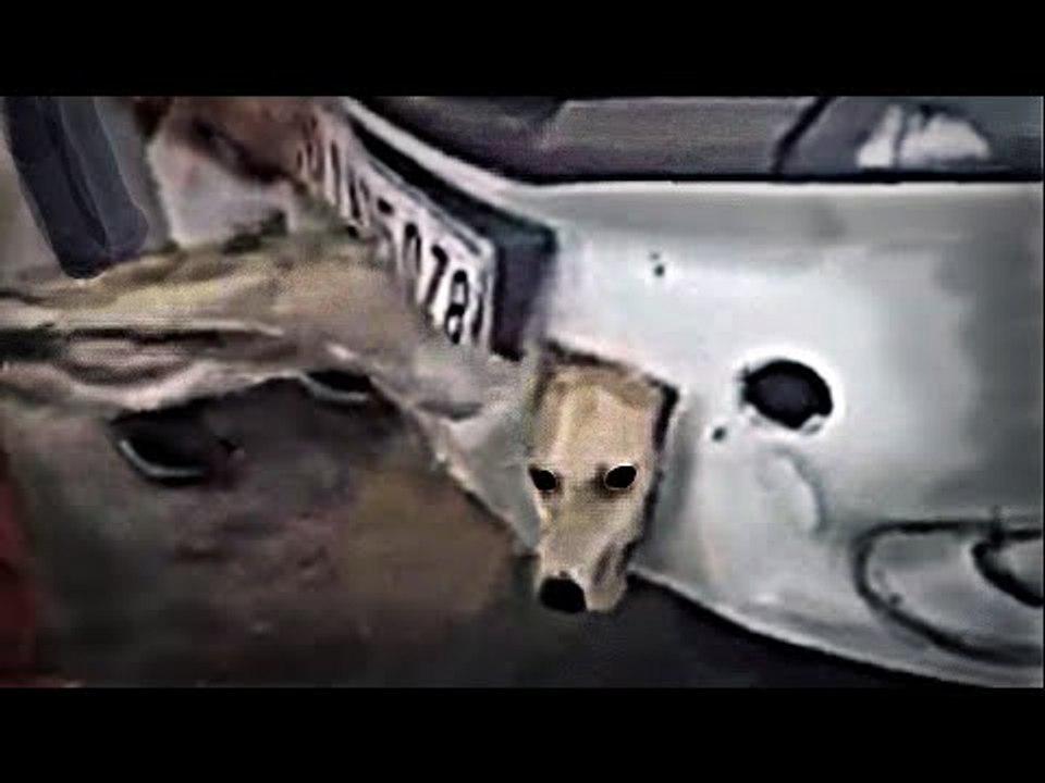 Kutte Kam || Kutta In Car || Funny Punjabi Dog Video || WavePunjabi