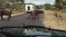 Turista grabó el momento en el que dos leones mataron a un búfalo en una carretera