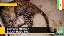 Leopard mengganggu bulan madu pasangan India - Tomonews