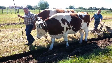 Jean paul foray laboure à reyssouze avec ses deux boeufs Montbéliards le 7 07 2016