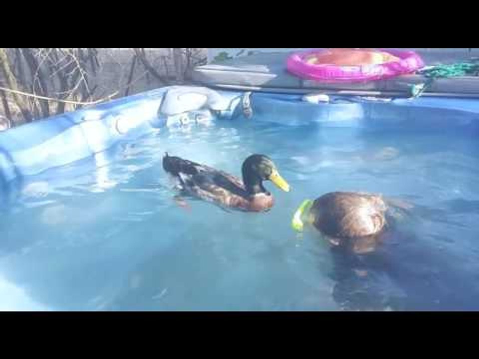 Boy Enjoys Playing With His Very Affectionate Pet Duck