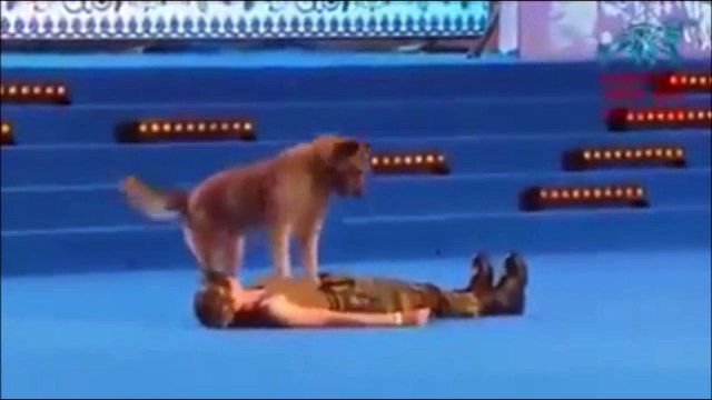 Ce chien peut vous sauver la vie en vous faisant un massage cardiaque et meme du bouche à bouche