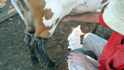 KEDİNİN SÜT AŞKI