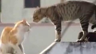 Very funny a battle between cats
