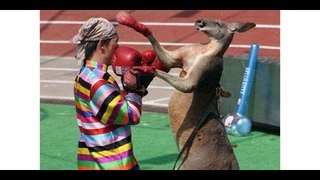 Boxing Match Man Vs Kangaroo