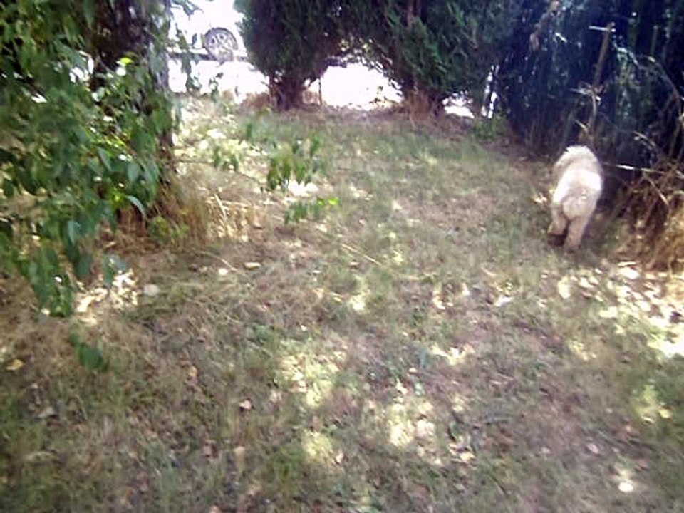 idéfix & scooby-doo chasse le fantome