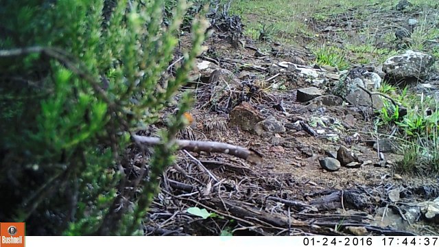 Turnix malgache femelle - Parc national de la Réunion