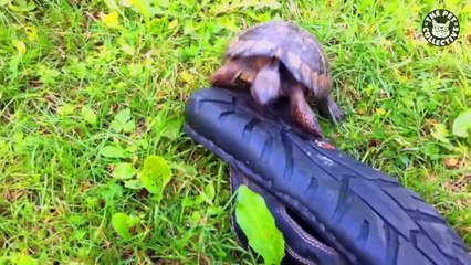 Awkward Pet Videos -- Funny Pet Compilation