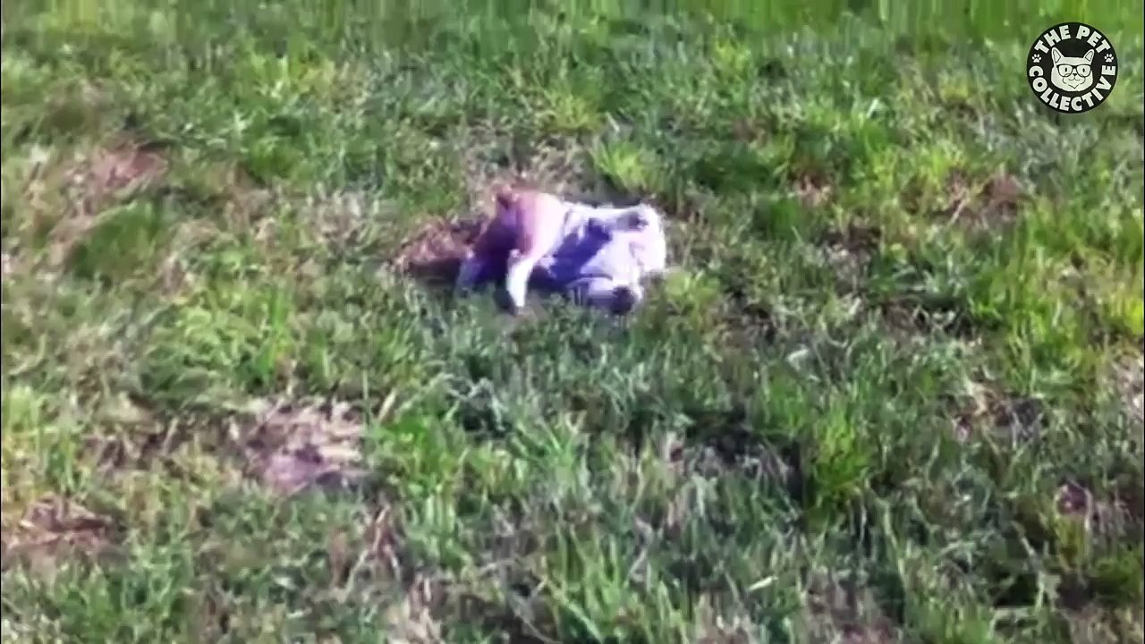 Pets Who Get It -- Funny Animal Compilation