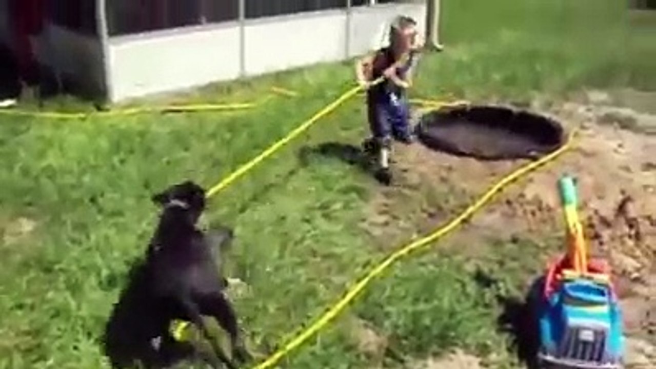 compilation : chiens à l'été