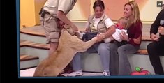 Un lion se jette sur une petite fille  la tlvision mexicaine (vido)