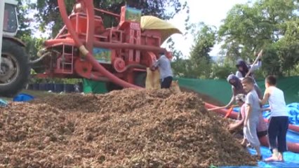 Fındık Pazara İndi