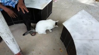 bd cat at Moakhali DOHS, Dhaka