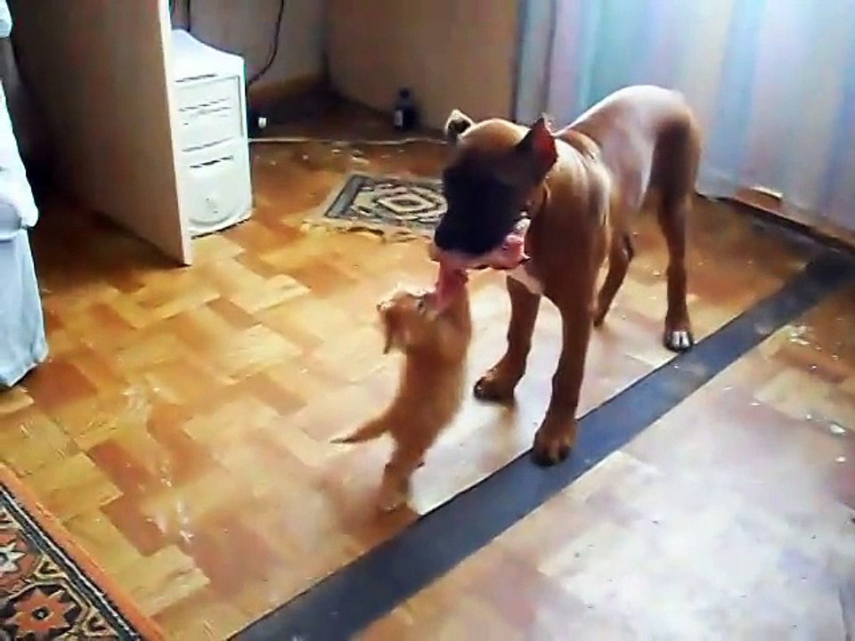 “Котенок Саймона“