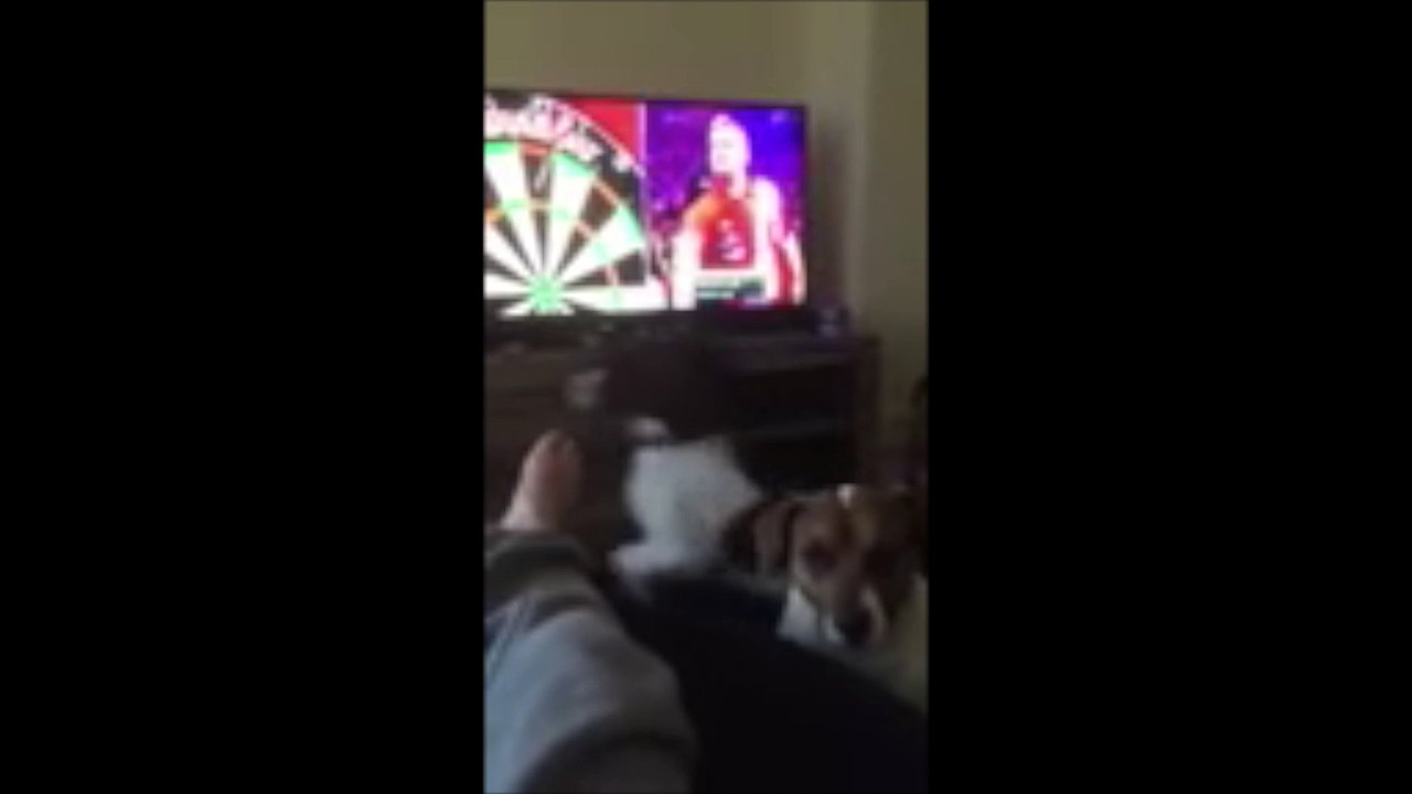 Ce chien pense qu'il y a vraiment des gens dans sa télé