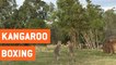 Wild Kangaroos Fighting | Boxing Roos