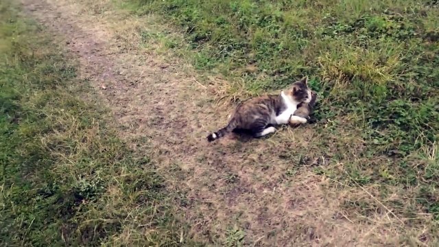 Неудачная охота. Смешные приколы кошки