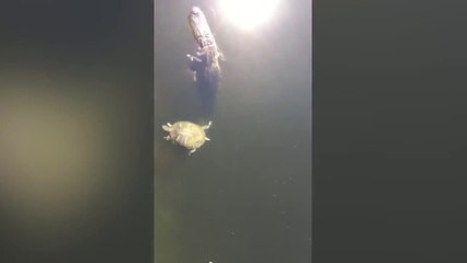 Un alligator se balade avec une tortue