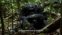Chimpanzés - Featurette (2) VOST