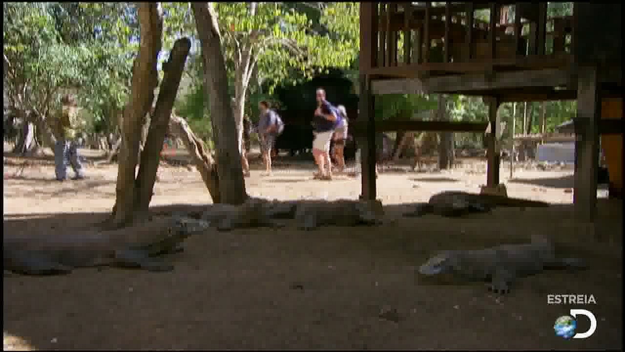 Dragão de Komodo