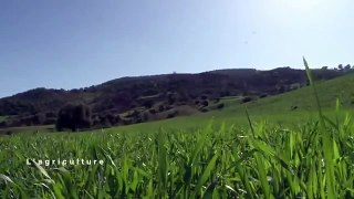 Le changement climatique au Maroc - L'agriculture