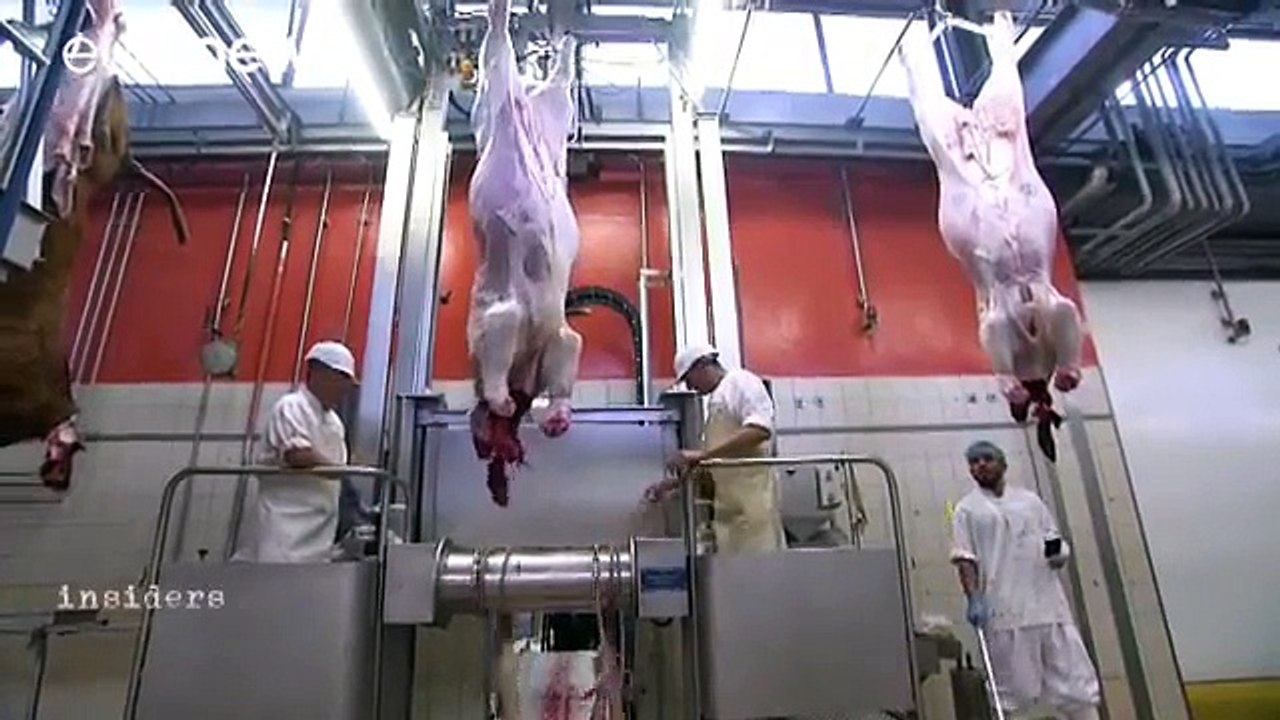 ΣΦΥΓΜΟΣ TV: Σφαγεία στην Ευρώπη_ Πώς μετριάζεται η σκληρότητα κατά των ζώων