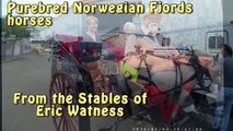 Norwegian Fjords Carriage Team horses