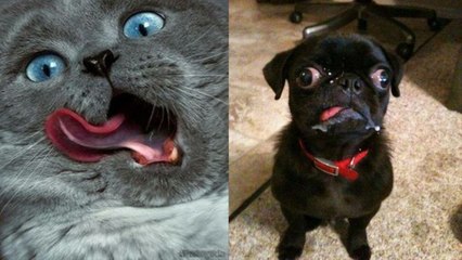 Are You A Cat Person Or A Dog Person?