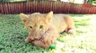 Baby Animals  Baby Lion, Baby Tiger & Baby Hyena Cub Animal Cuteness! !