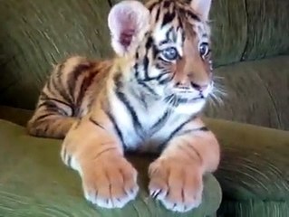 Cute Baby Tiger Playing With Dog