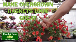 How To Cut Back Overgrown Hanging Baskets