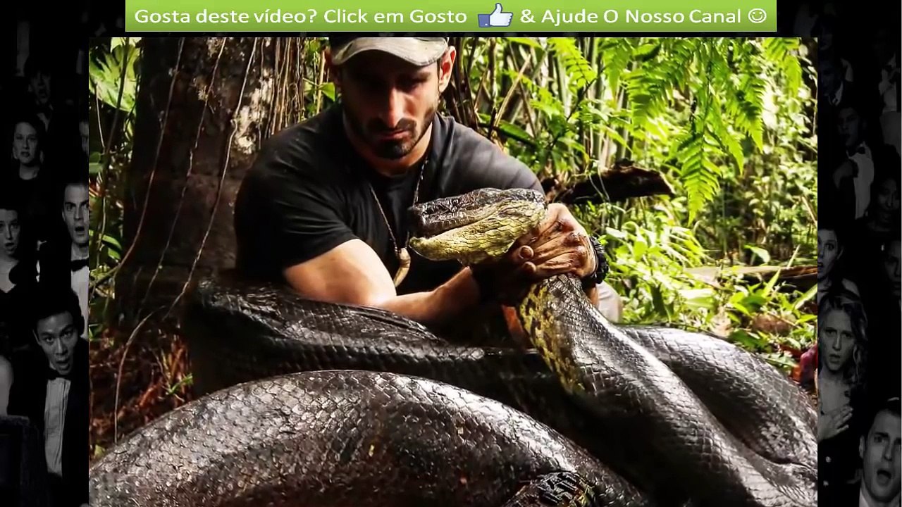 A Maior Cobra Do Mundo - Piton Gigante