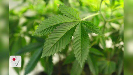 More Americans Admit They Smoke Pot